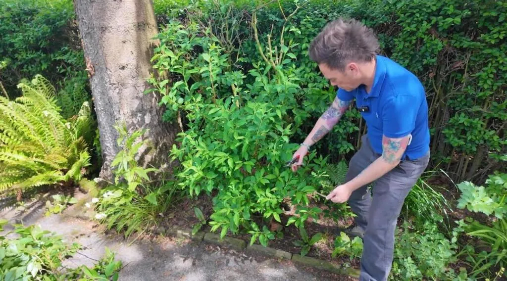 Lee Burkhill pruning forsythia