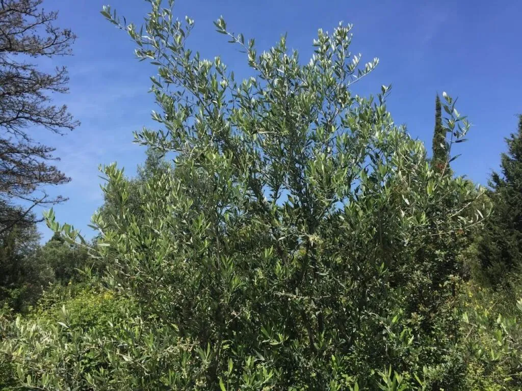 Planting an olive in the ground