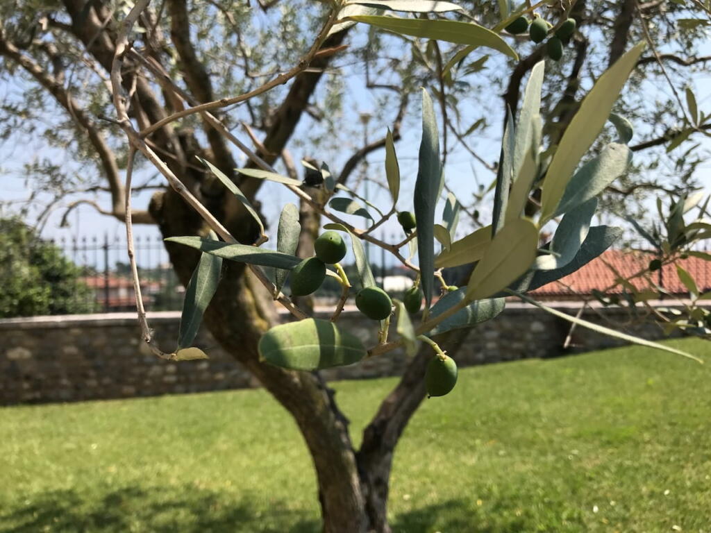 Olive tree planting