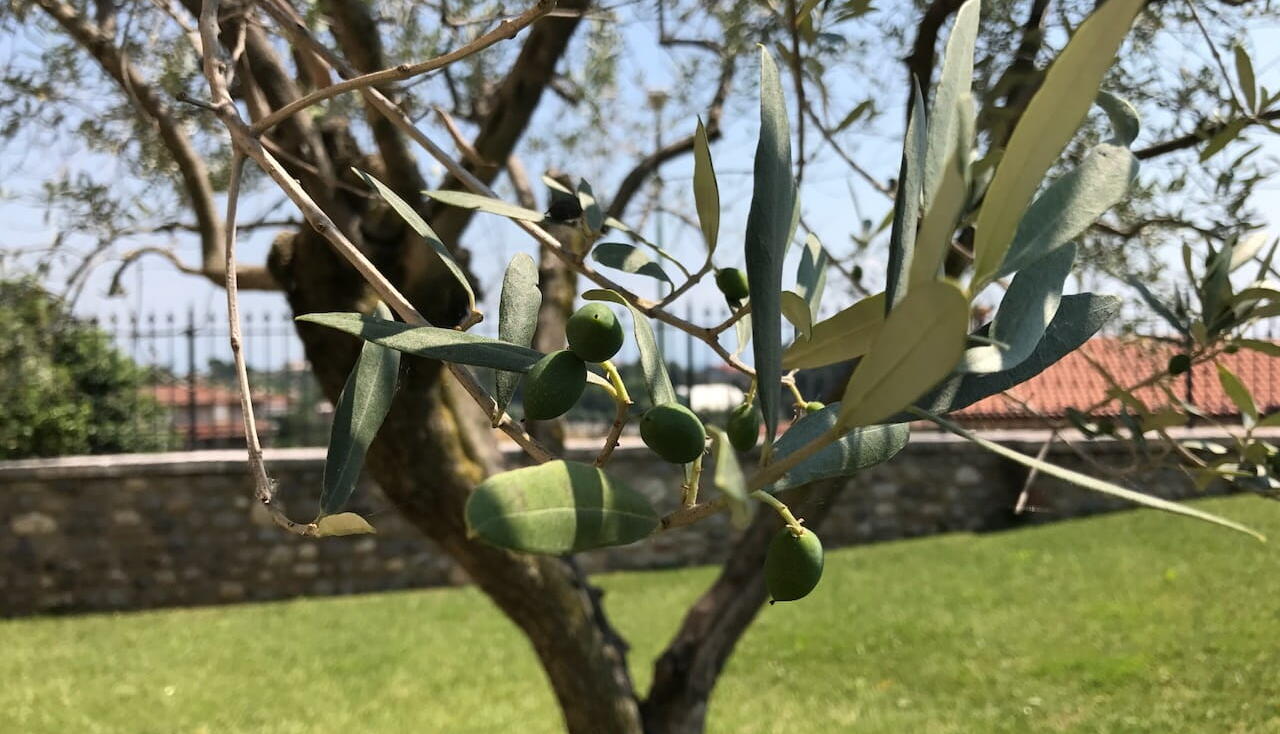 Olive tree planting