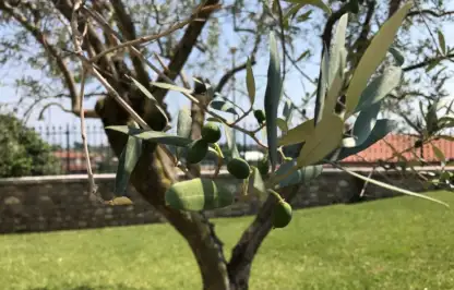 Olive tree planting