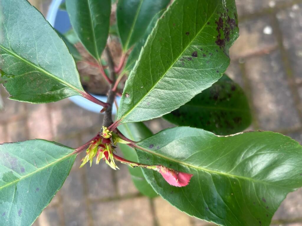 How to fix brown photinia leaves