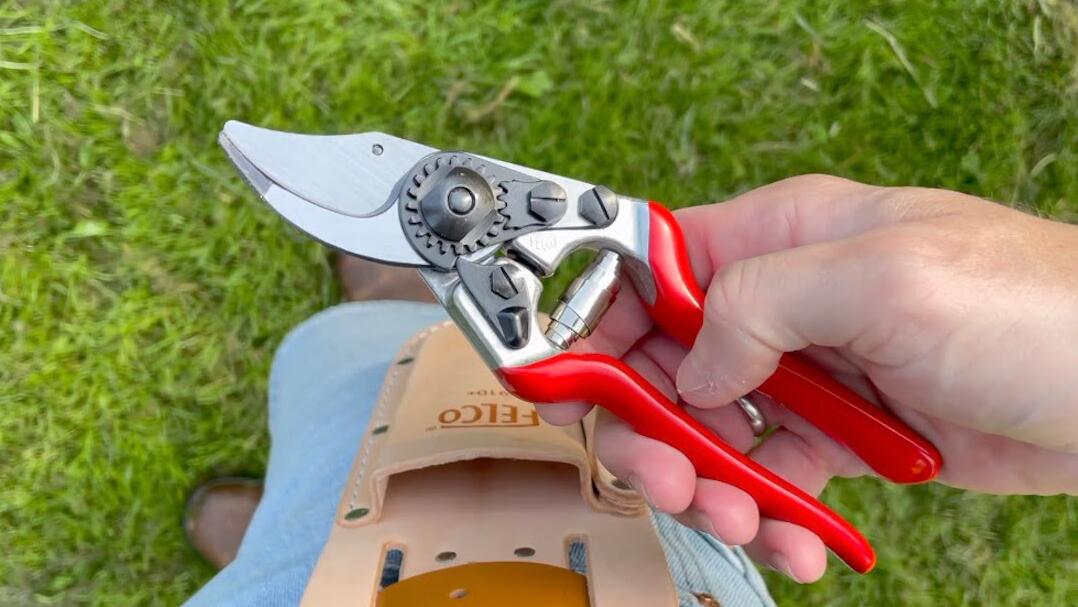 Sharp secateurs