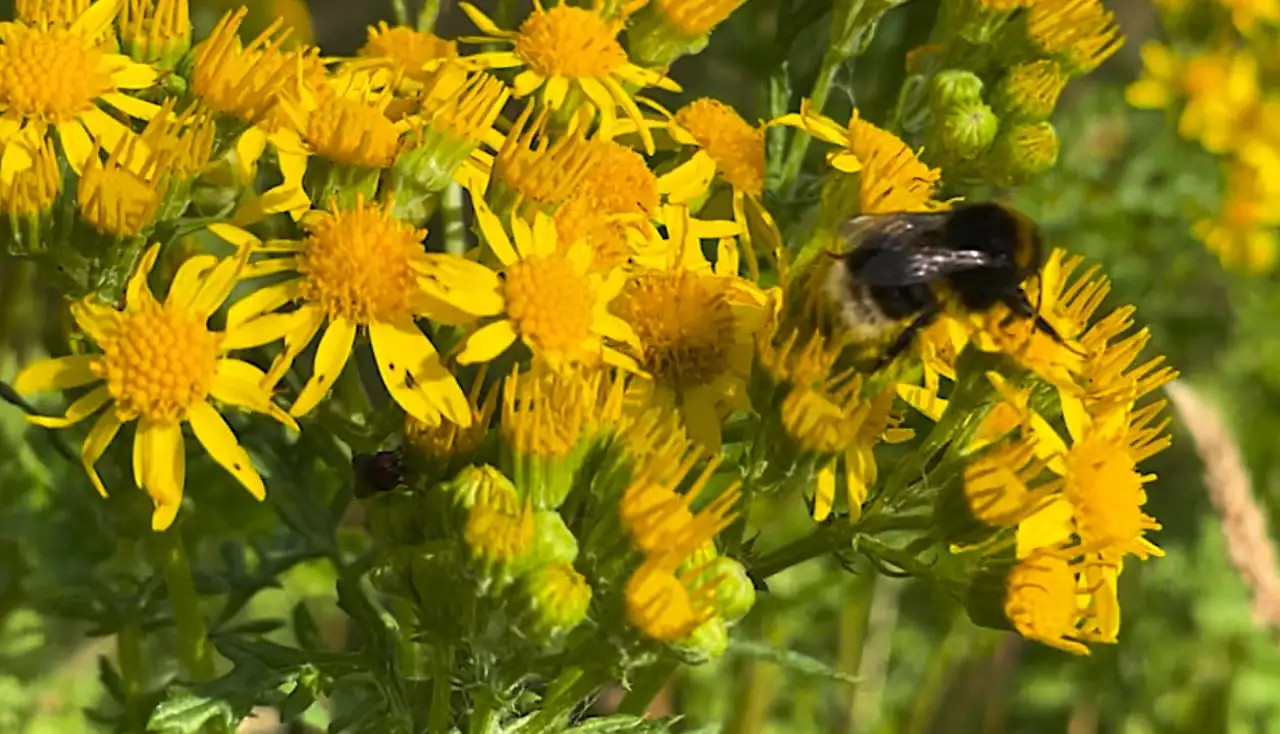 Ragwort