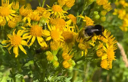 Ragwort