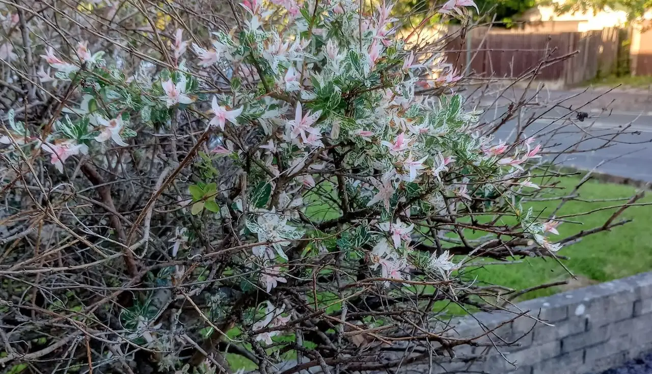 Why is my flamingo tree dying guide