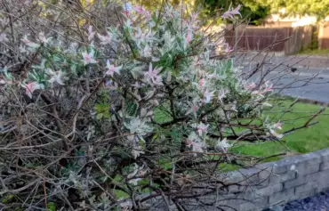 Why is my flamingo tree dying guide