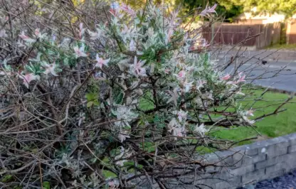 Why is my flamingo tree dying guide