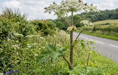 Giant hogweed