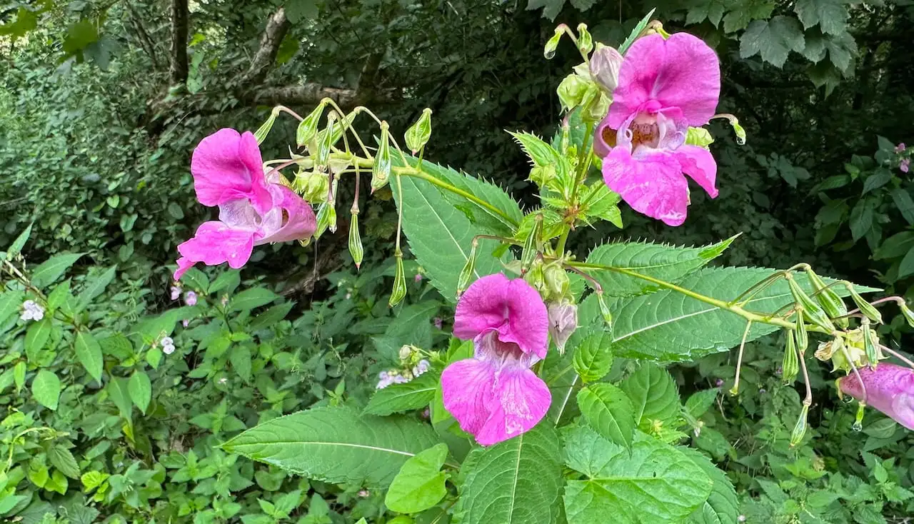 Himalayan balsam and how to remove it