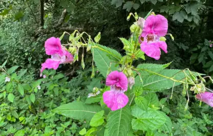 Himalayan balsam and how to remove it