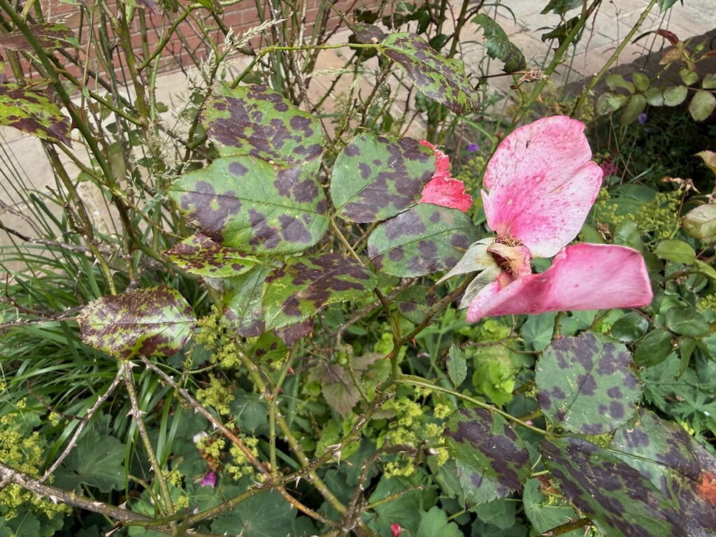 Rose black spot