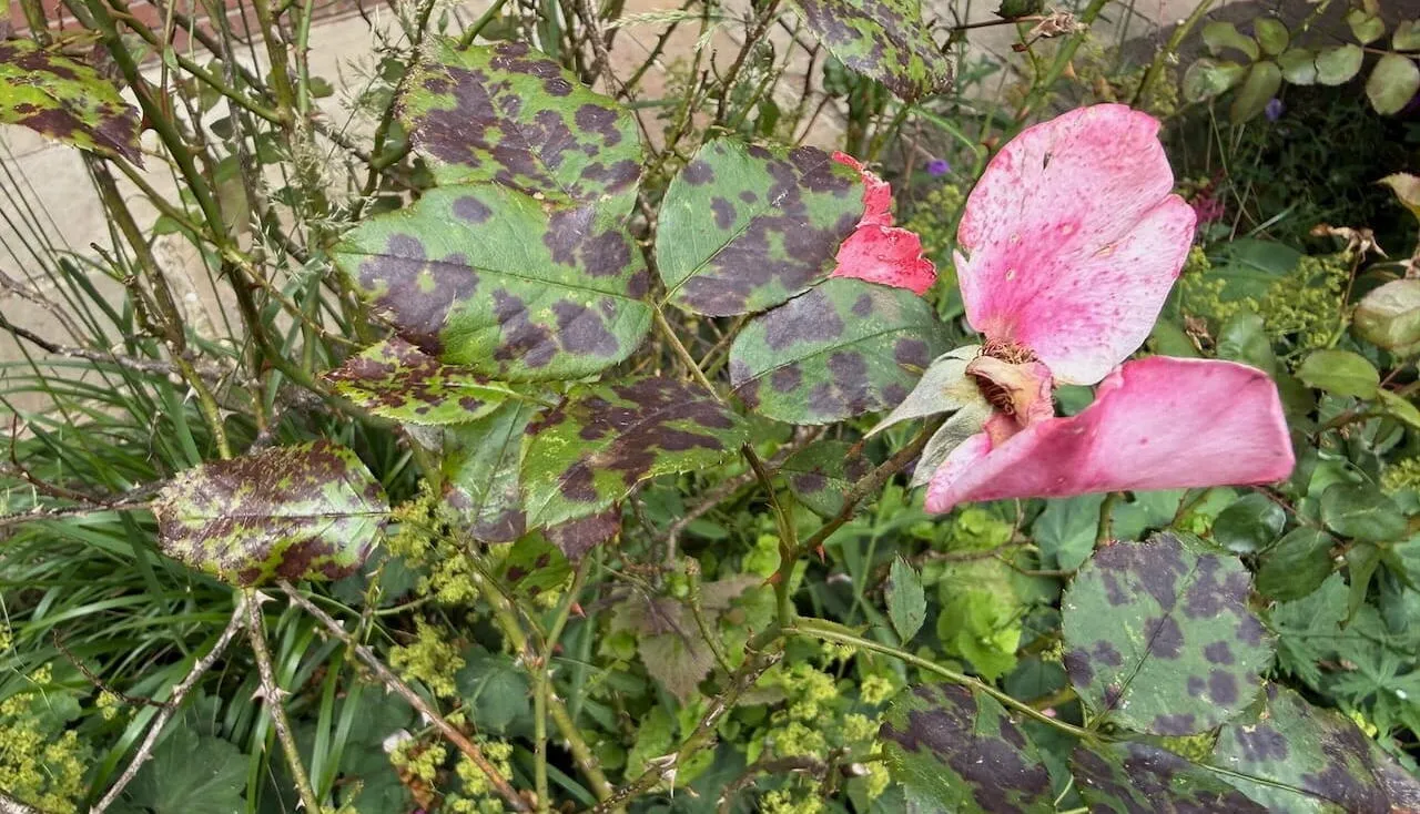 Rose black spot