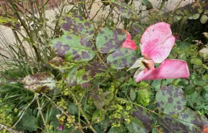 Rose black spot
