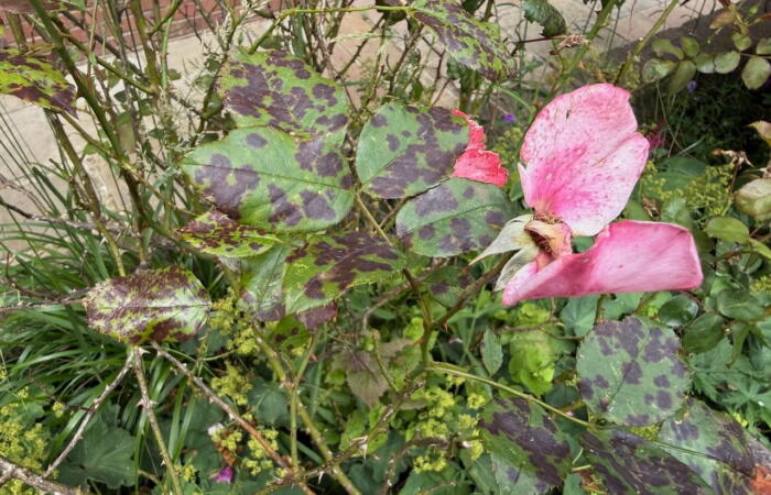 Rose black spot