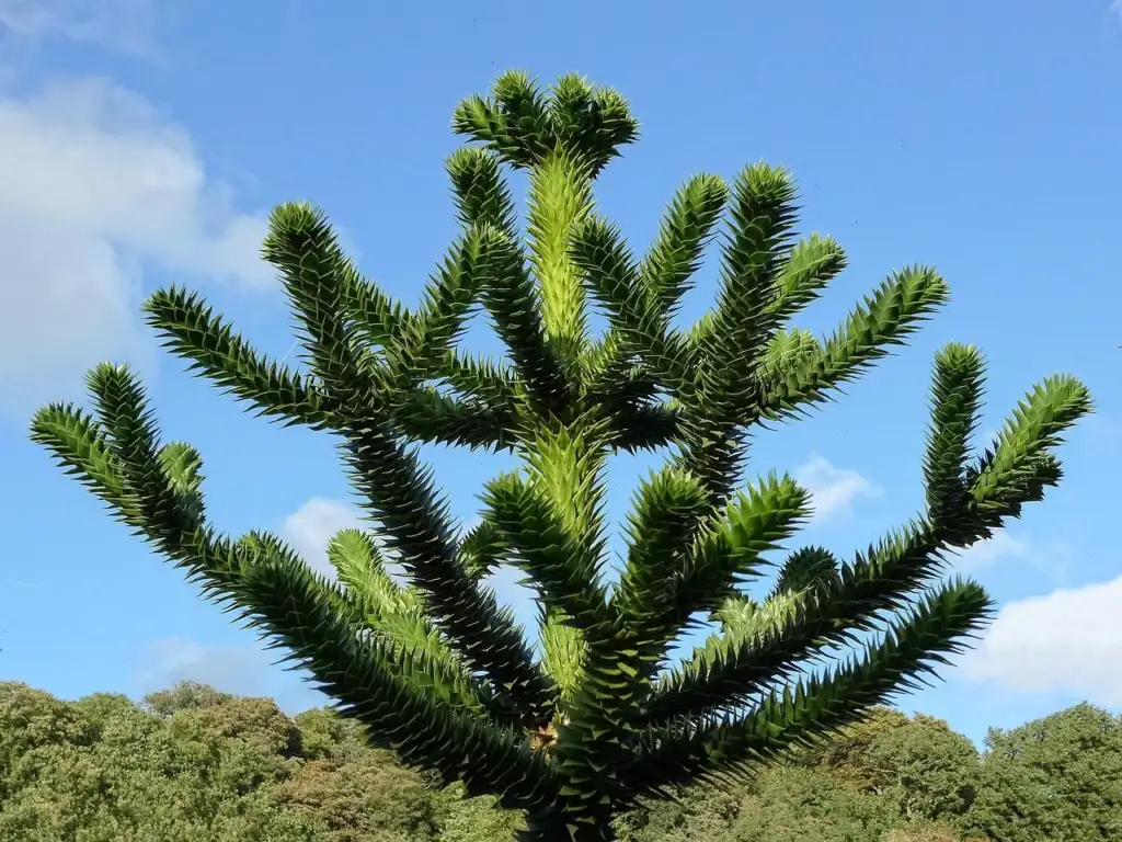 Where to buy monkey puzzle trees