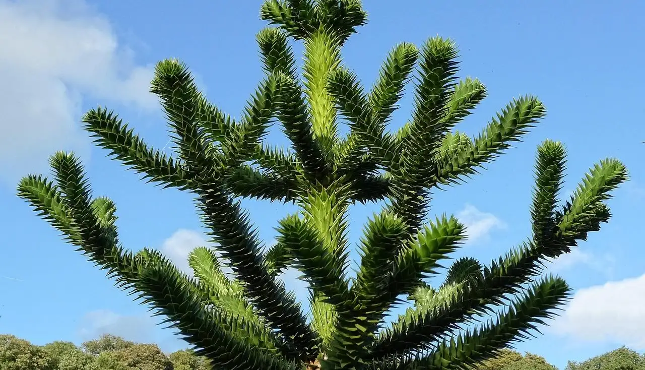 Where to buy monkey puzzle trees