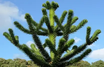 Where to buy monkey puzzle trees