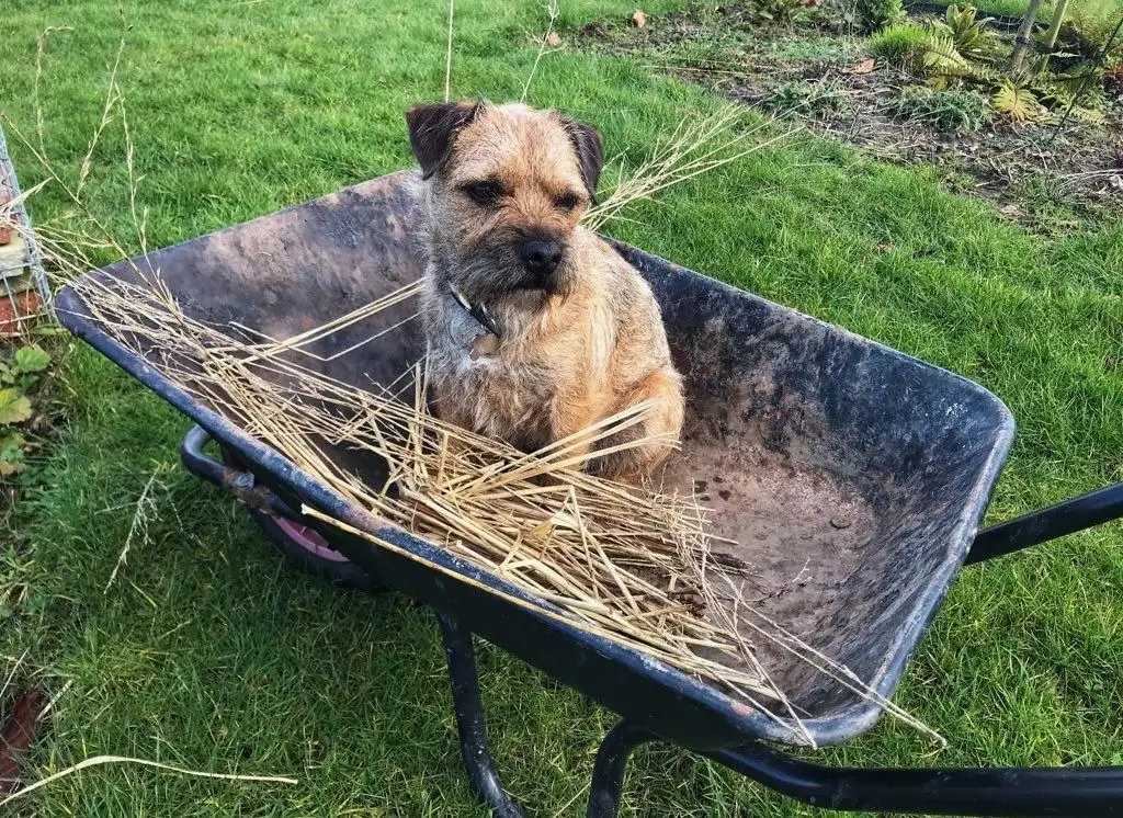 Barry in a wheel barrow