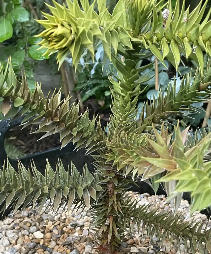 Browning monkey puzzle