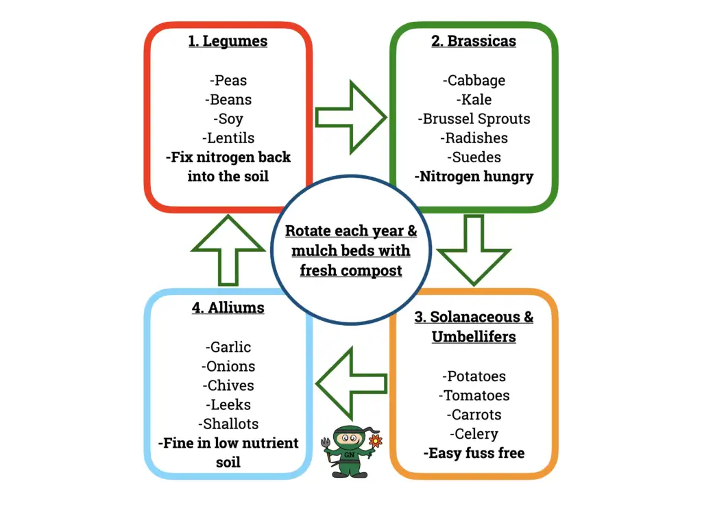 Crop rotation chart showing a four bed rotation cycle through brassicas, legumes, roots and alliums, drawn by Garden Ninja