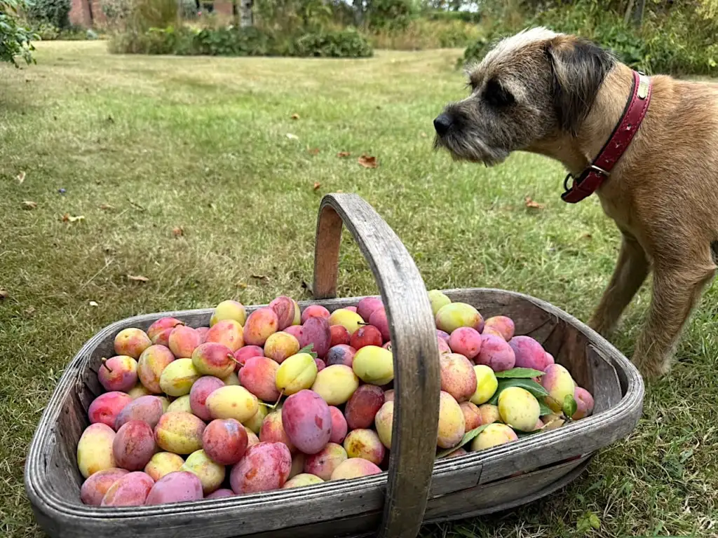 When to harvest plums