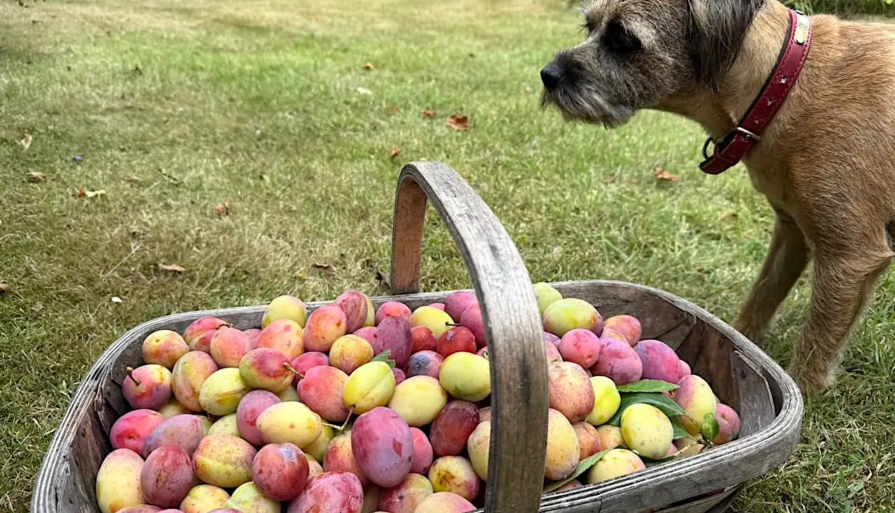 When to harvest plums