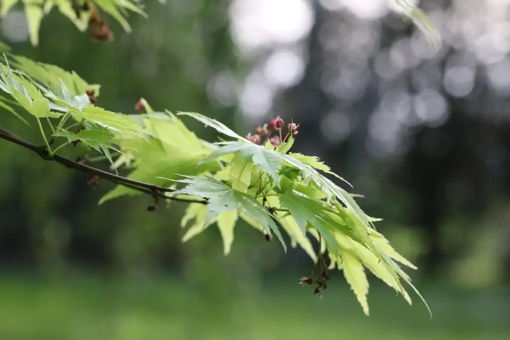 A healthy acer