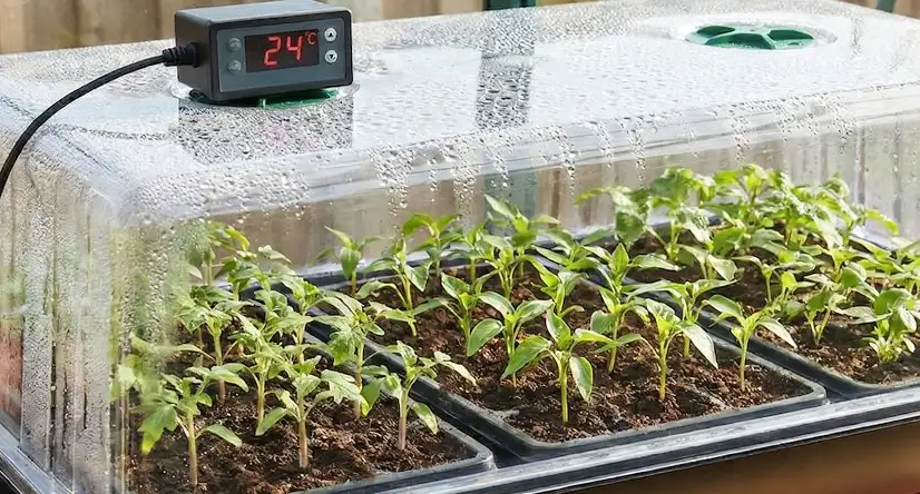 What to grow in february