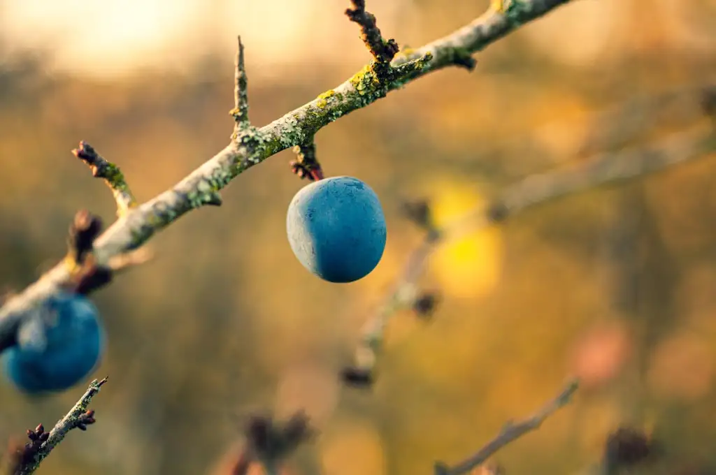 Sloe hedging