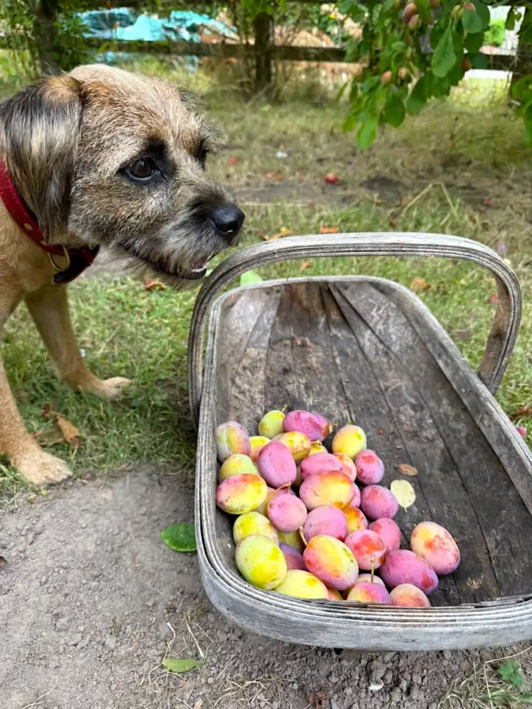 Percy picking plums
