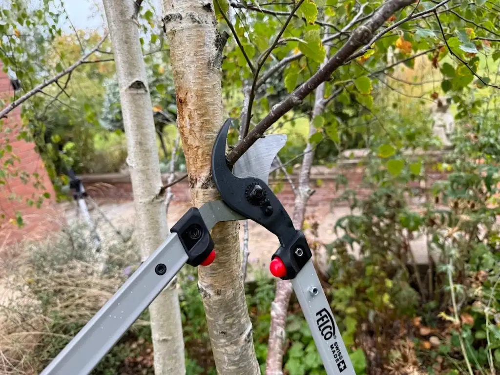 Clean pruning cuts with loppers