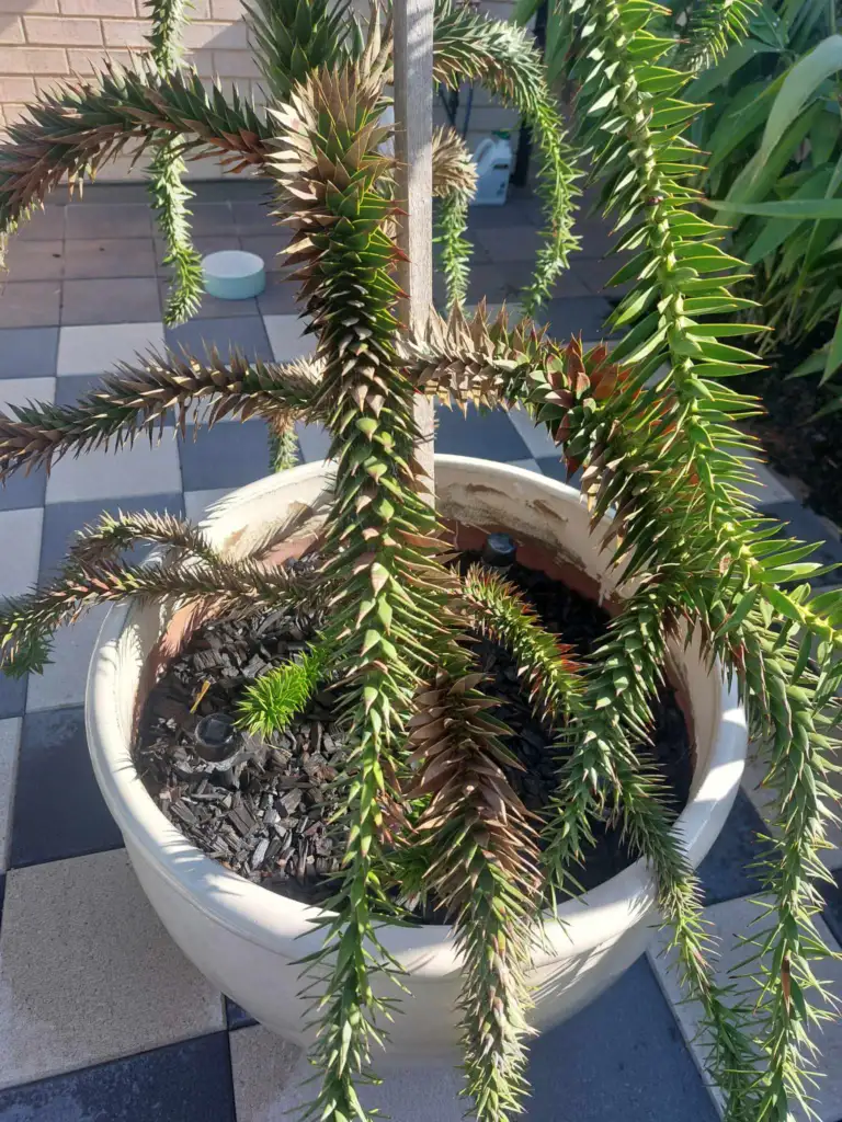 A browning monkey puzzle tree