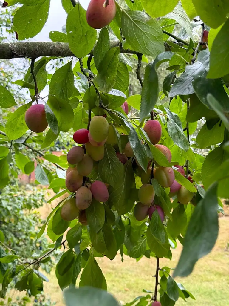 When to prune a plum tree