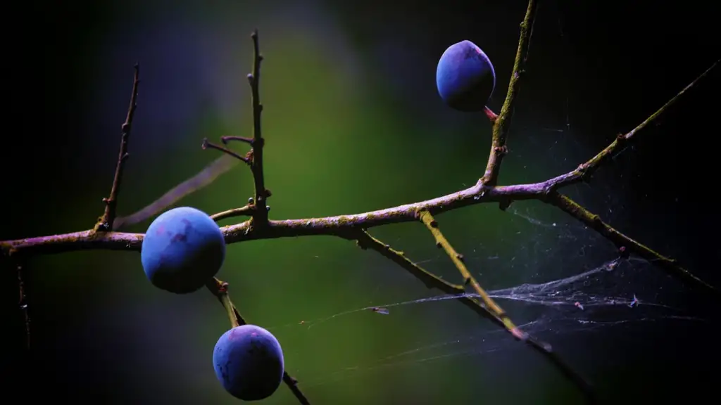 Blackthorn fruits and spines