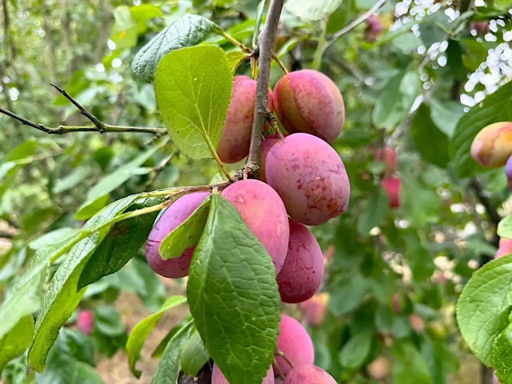 Ripe plums