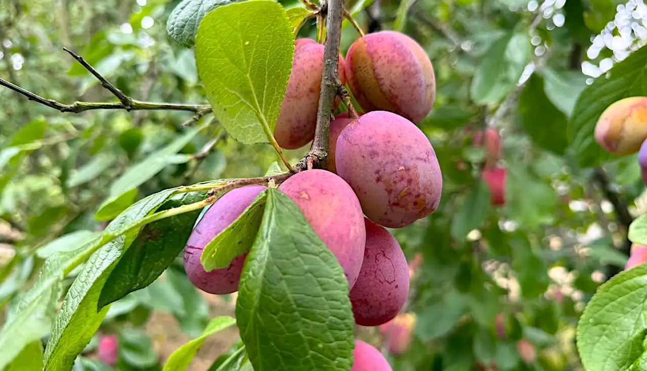 Ripe plums