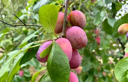 Ripe plums