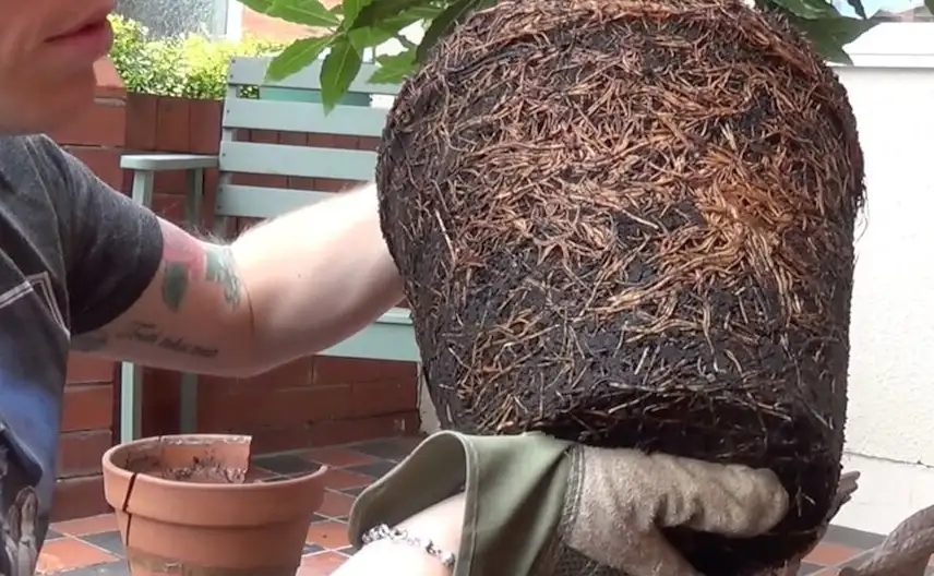 A root bound bay tree being repotted by Garden Ninja
