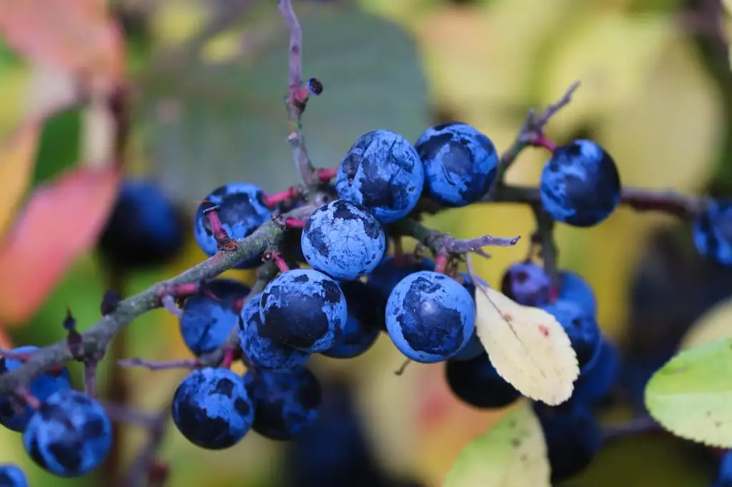 Sloes ready to harvest