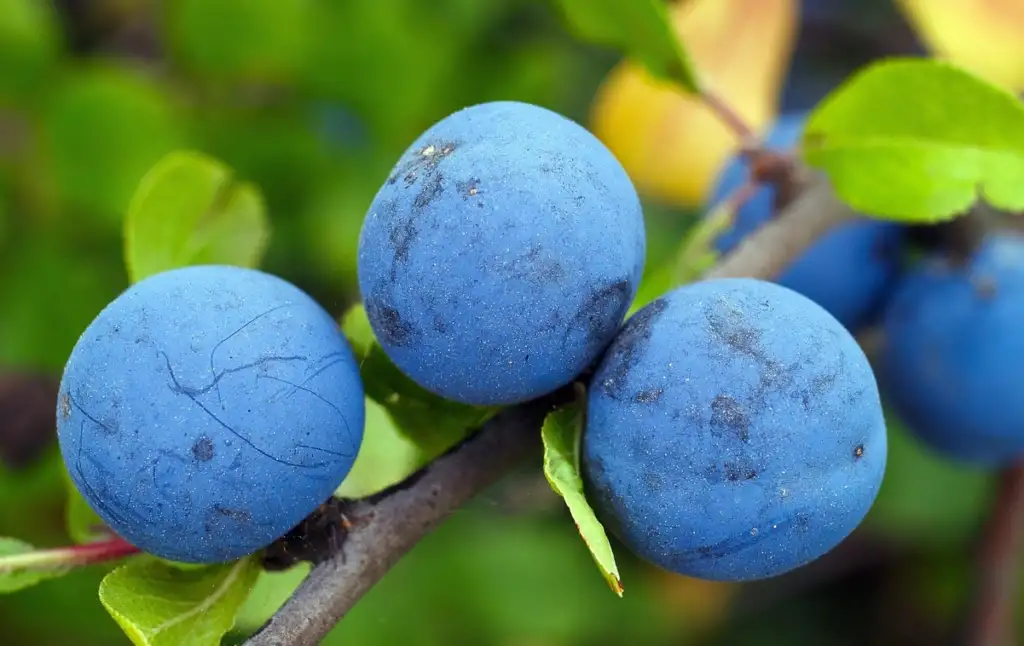 Sloe gin recipe