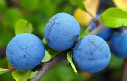 Sloe gin recipe