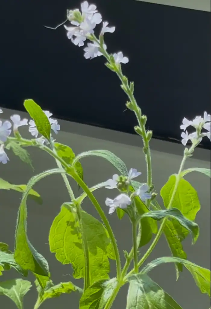 Verbena officinalis