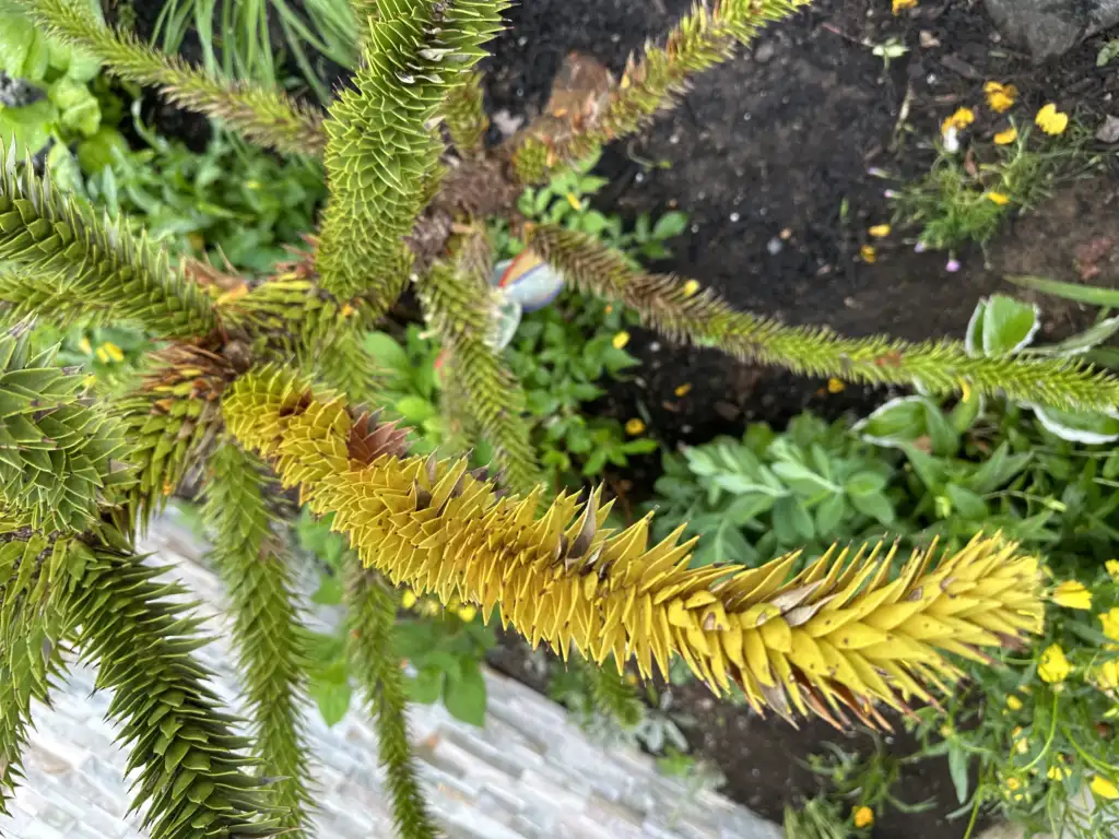 Yellow scales