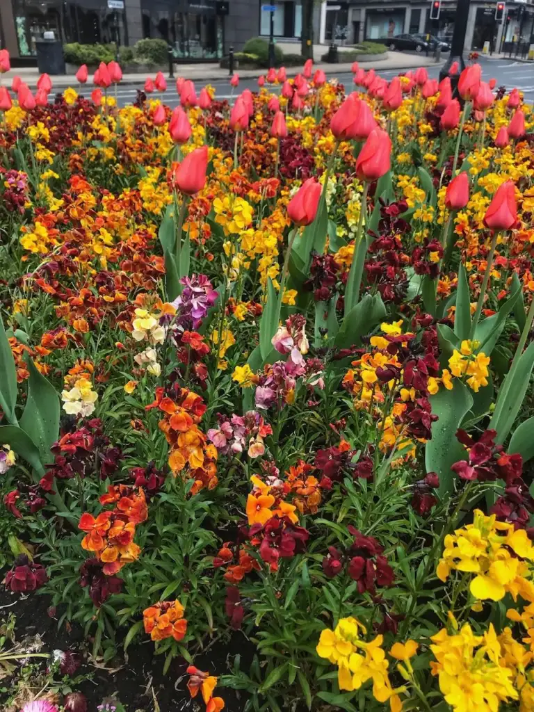 how to plant Tulips