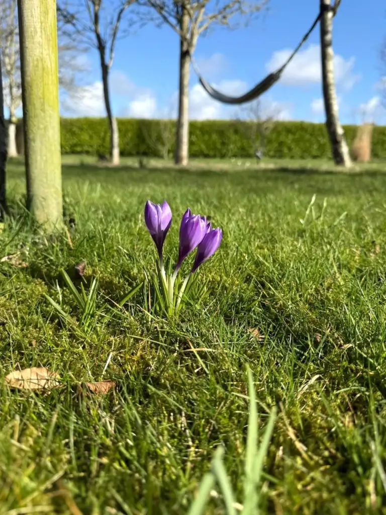 Crocus planting guide