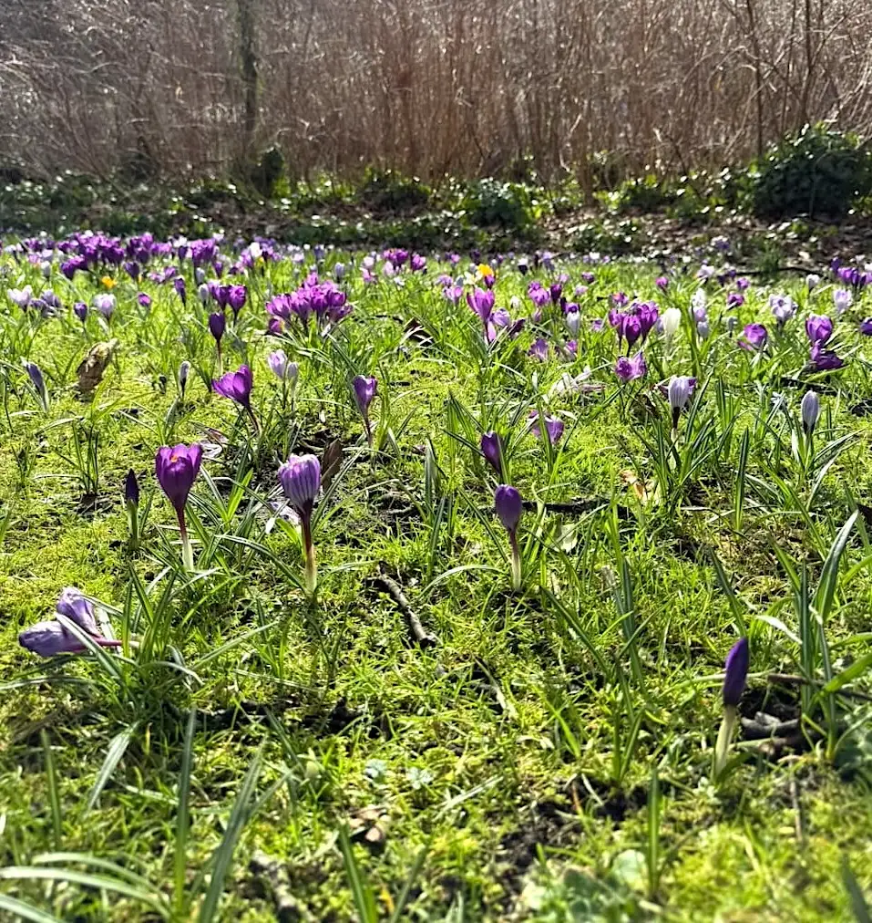 Crocus under trees