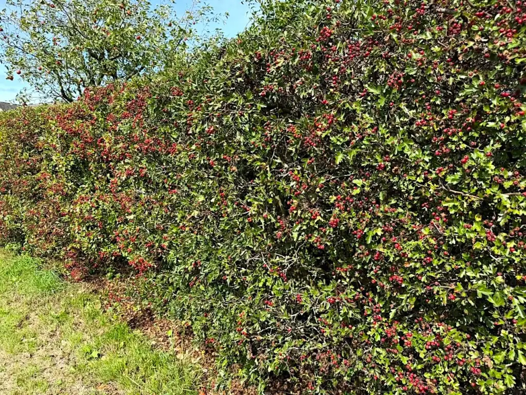 A hawthorn hedge