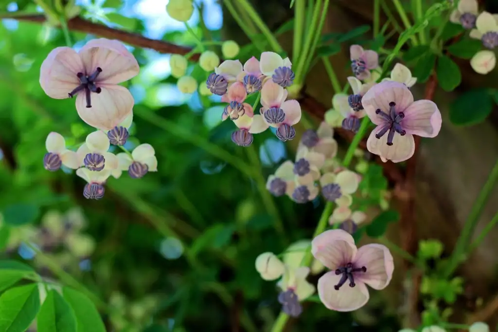 Climbing plants guide