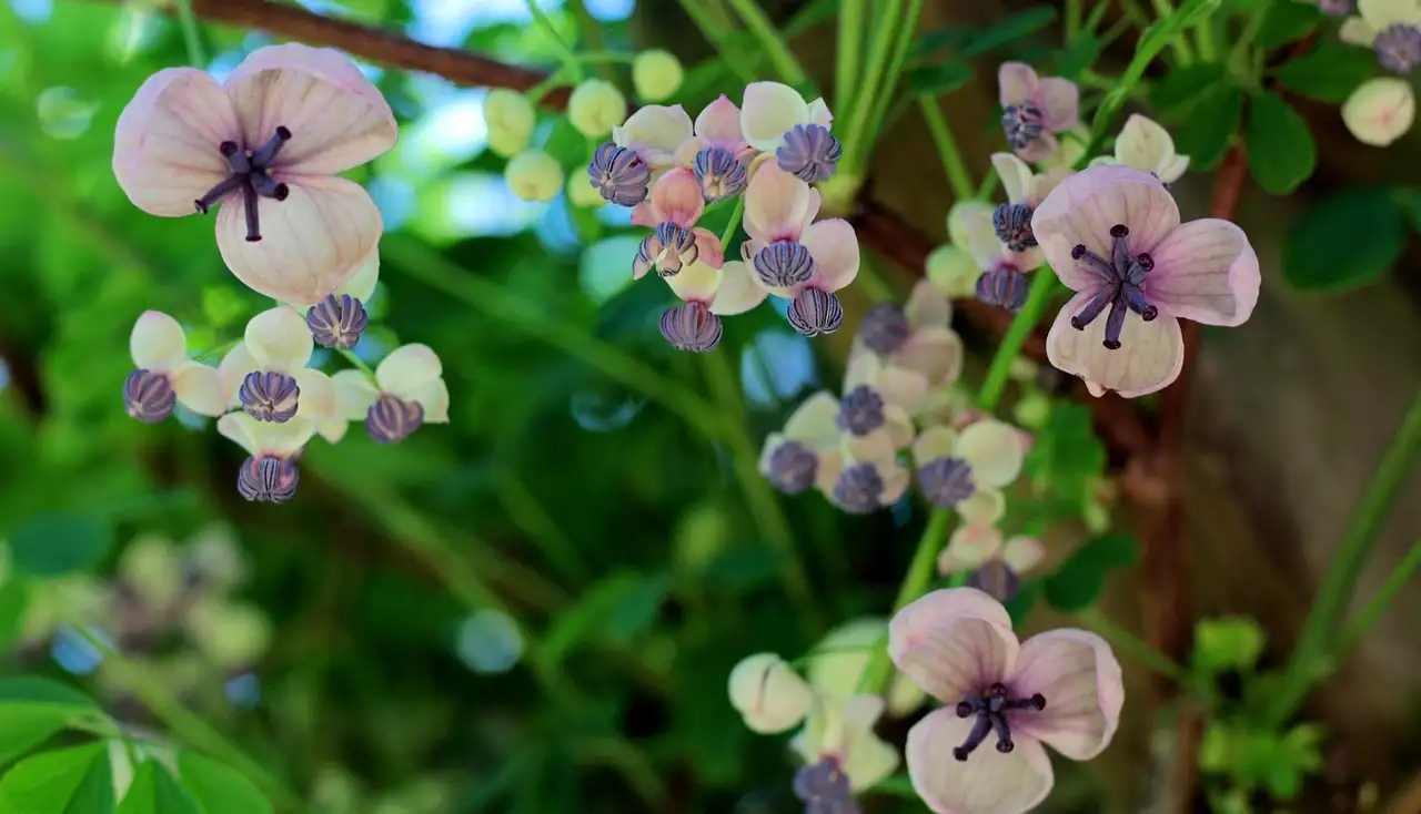 Climbing plants guide